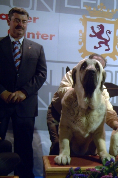 Bardo de la Salombra: EXC 1, Best Male, BOB - International Dog Show, León, Spain 28.09.2008
Keywords: 2008 muxa