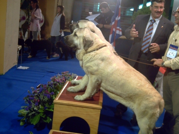 Bardo de la Salombra y Musa de Muxa: Best couple - International Dog Show, León, Spain 28.09.2008
Keywords: 2008 muxa