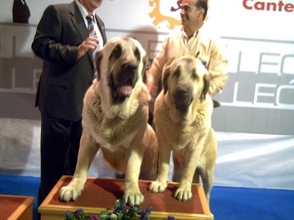 Bardo de la Salombra y Musa de Muxa: Best couple - International Dog Show, León, Spain 28.09.2008
Keywords: 2008 muxa