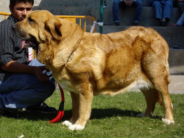 Reina de Montes del Pardo: Exc. 5 - Open Class Females, XXVII Monográfica AEPME, 15.09.2007
Keywords: 2007