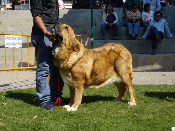 Reina de Montes del Pardo: Exc. 5 - Open Class Females, XXVII Monográfica AEPME, 15.09.2007
Keywords: 2007