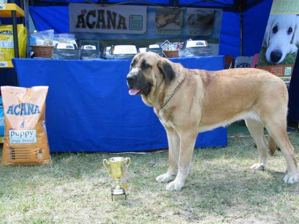 RICA Fre-Su - EXC. 1, CWC, CACIB, BOS, Intermediate Class Females - International Dog Show in Kraków - 24-25.06.2006
(ICh ENAMORADO ERNESTO Mastibe x Ch ASTRA Dobra Rasa) 
Keywords: 2006