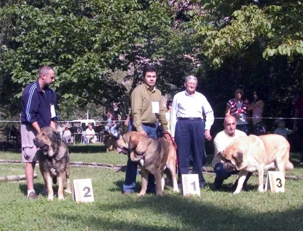 Winners Young Class Males - Barrios de Luna 10.09.2006
2?
1?
3. Mastin from Cuatro Elementos  

Keywords: 2006