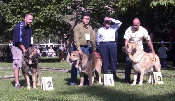 Winners Young Class Males - Barrios de Luna 10.09.2006
2. ?
1. Peron de Los Zumbos 
3. Mastin from Cuatro Elementos

Keywords: 2006