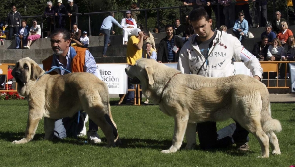 Horo de Duelos y Quebrantos: VG 1 & Granda de Duelos y Quebrantos: VG 1 - Puppy Class Males & Females, Monográfica AEPME 13.092008
Horo de Duelos y Quebrantos: (Iker de Fonteferra x Comba de Duelos y Quebrantos) - born: 30.03.08 
Granda de Duelos y Quebrantos: (Azabache de Campollano x Batuta de Fonteferra) - born 25.12.07
Keywords: 2008 duelos