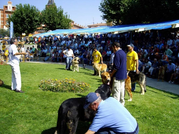 Ring Open Class Males - XXVII Monográfica AEPME, 15.09.2007
Keywords: 2007