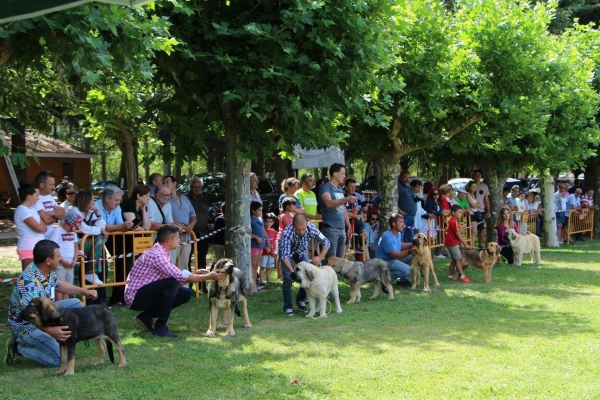 Ring Young Puppies Females - Veguellina de Órbigo 29.08.2017
Keywords: 2017