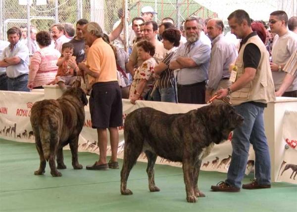 Cleopatra & Tita de los Zumbos - Specialty Show Spanish Breeds, Archidona, Málaga - 29-05-2005
Keywords: 2005