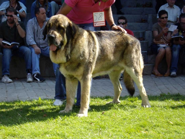 Ringo de Reciecho: Exc. 8 - Open Class Males, XXVII Monográfica AEPME, 15.09.2007
Keywords: 2007 piscardos