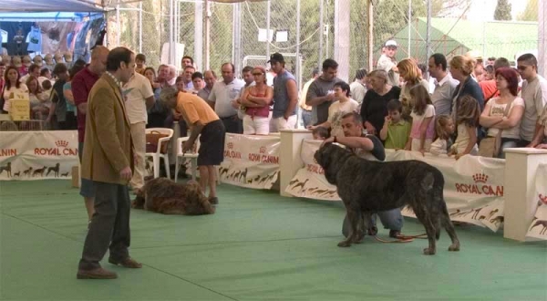 Tita de los Zumbos - Open Class Females - Specialty Show Spanish Breeds - Archidona, 29-05-2005
(Nuño x Luchana de Los Zumbos)
Born: 20-10-2001
Breeder & owner: Mario Alonso  

Keywords: 2005