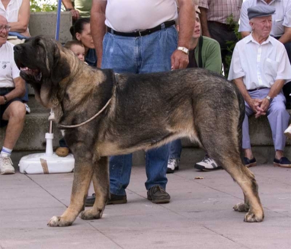 Roca de Babia - Young Class Females - Monográfica AEPME, Valencia de Don Juan 02.09.2006
(Raúl de Río Lago x Concha de Babia)
Born: 16.07.2005
Keywords: 2006