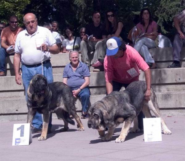 Young Class Females: 1. Roca de Babia & 3. Morita - AEPME, Valencia de Don Juan, León, 02.09.2006
Roca: (Raúl de Río Lago x Concha de Babia) - Born: 16.07.2005 
Morita: (Ch. Cañon de Fuente Mimbre x Seda de Cueto Negro) - Born: 01.04.2005
Keywords: 2006