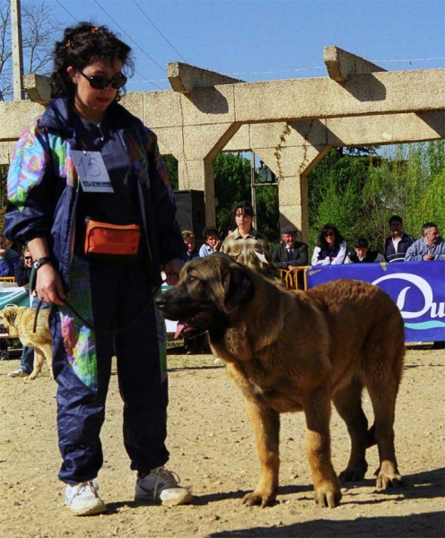 Rogelia de Valdejera: VG3 - Puppy Class Females, Monográfica AEPME, Palencia 1999
Golfo de Valdereja x CH. Iris de Valdejera 
Born: 07.10.1998

Photo: Jonas Nielsen © Copyright 
Keywords: valdejera puppy cachorro 1999