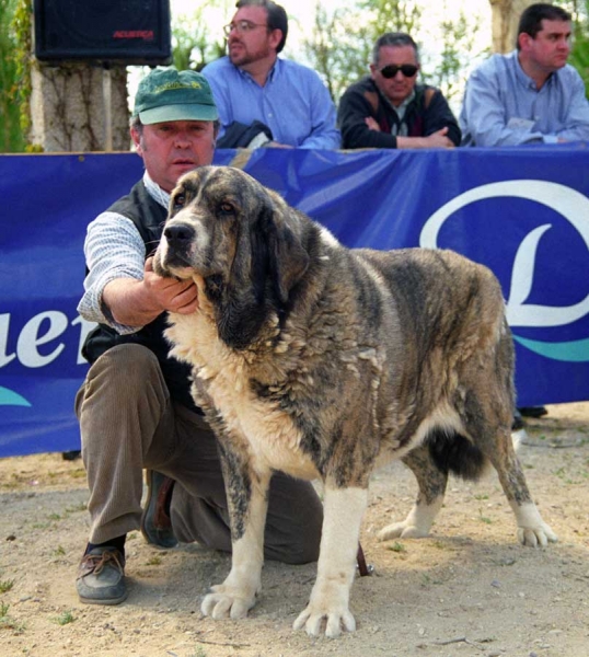 Romba de Trashumancia: G - Open Class Females, Monográfica AEPME, Palencia 1999
Rombo de Trashumancia x Roja de Trashumancia
Born: 14.04.1995

Photo: Jonas Nielsen © Copyright 
Keywords: trashumancia 1999