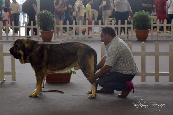 Romero del Retamalón - Mejor Joven, Mejor de Raza, 3º en el Grupo II y 3º en Razas Españolas, Badajoz, Spain 10.05.2015
Keywords: 2015