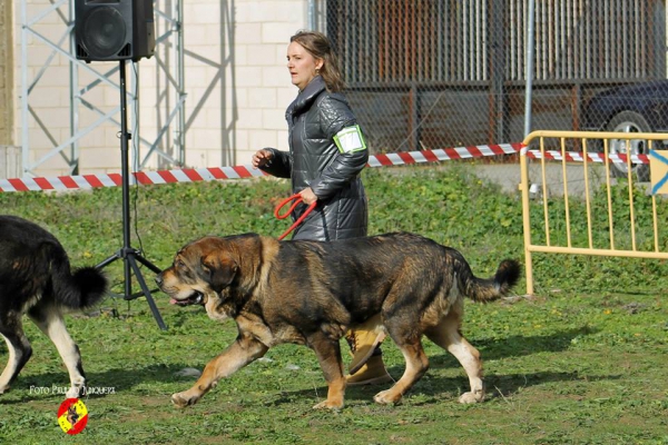 Ron de Amdece de Nava: EXC 1º open Class Males - Mansilla de la Mulas, Spain 09.11.2014
Keywords: 2014 amdece