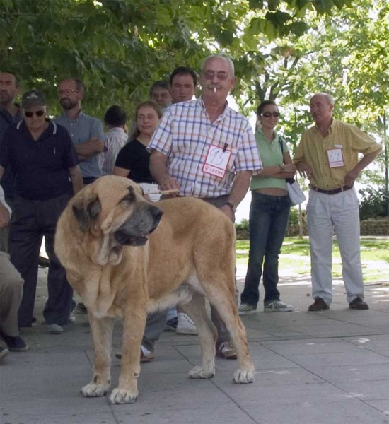 Ch. Ron de Autocan EXC. 2 - Champion Class Males - Monográfica AEPME Valencia de Don Juan, León, Spain, 02.09.2006
(León x Berta de Autocan)
Born: 29.09.2000
Keywords: 2006 autocan