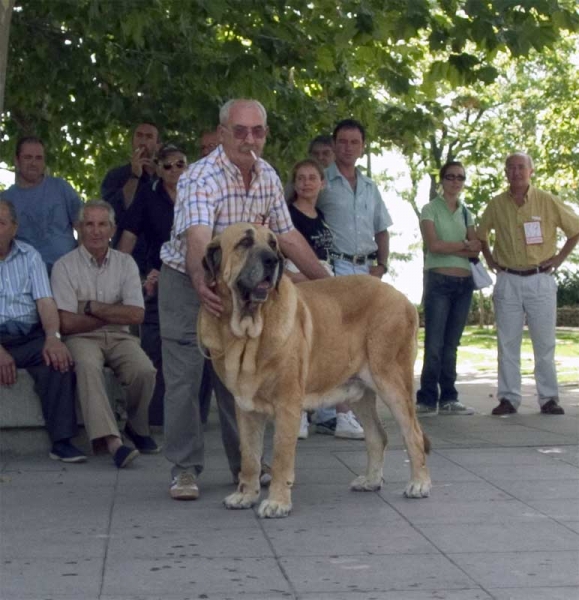 Ch.  Ron de Autocan EXC. 2 -Champion Class Males - Monográfica AEPME Valencia de Don Juan, León, Spain, 02.09.2006
(León x Berta de Autocan)
Born: 29.09.2000
Keywords: 2006 autocan