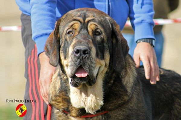 Ron de Amdece de Nava: EXC 1º Open Class Males - Mansilla de la Mulas, Spain 09.11.2014 
Keywords: 2014 amdece head portrait cabeza