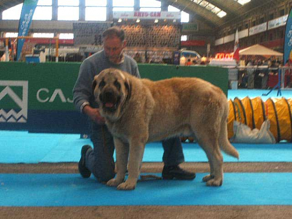 Ron - Open Class Males: EXC. 4 - National & International Show, Torrelavega, Cantabria - 18-19.03.2006 
Owner: Cesar Estébanez Alonso 
Keywords: 2006 baolamadera