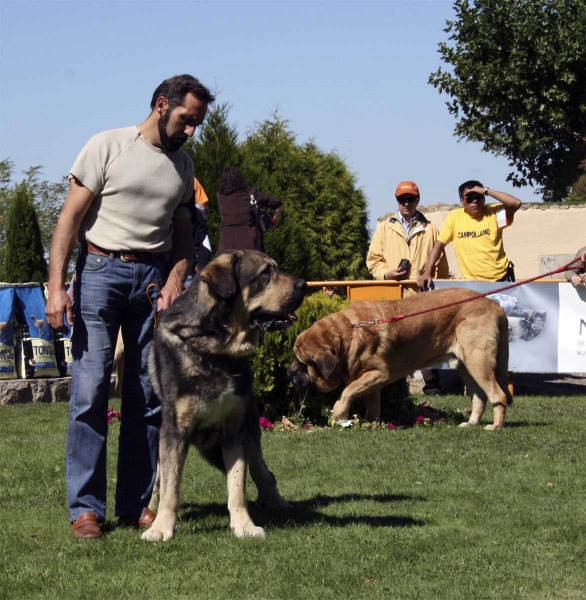 Ronco de Reciecho: EC & León de Cueto Negro: EXC 4 - Open Class Males, XXVIII Monográfica AEPME 13.09.08 
Ronco: ( Chozo de Reiecho x Laika de Reciecho) - born: 23.10.2004
León: (Sultán x Iman de Cueto Negro) - born: 15.12.2002
Keywords: 2008