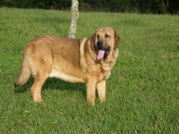 Rufo de Montes del Pardo - owned by 'Criadero Ircave'
Keywords: ircave