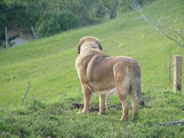 Rufo de Montes del Pardo owned by 'Criadero Ircave' 
Keywords: ircave