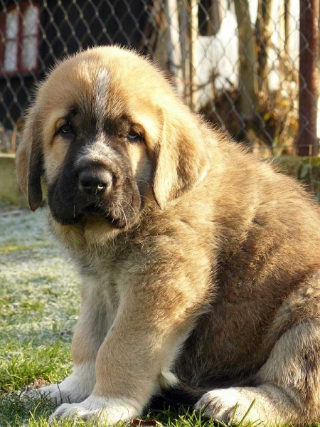 Saimon Jack Tornado Erben 6 weeks old
Druso de la Aljabara x Lois Tornado Erben
29.10.2008

Keywords: puppyczech tornado