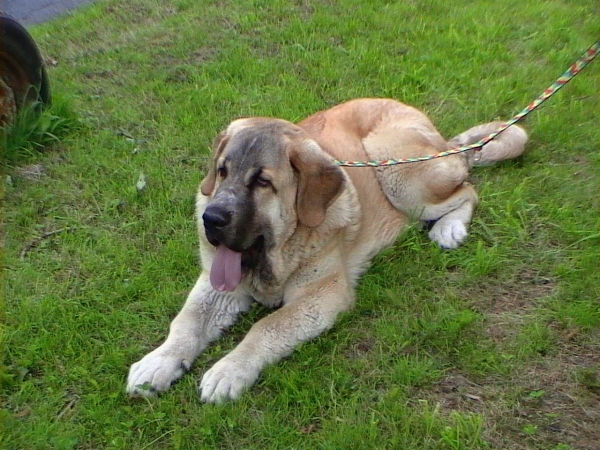 Saimon Jack Tornado Erben - Very promising 1 - Puppy Class Males, National Show, Klatovy 14.06.2009
Druso de la Aljabara x Lois Tornado Erben
Born: 29.10.2008 


Keywords: 2009 tornado