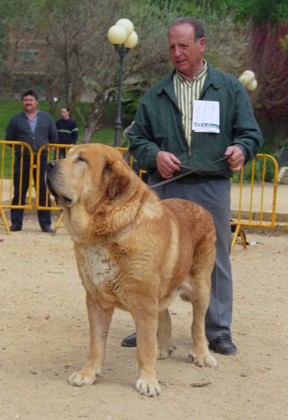 Sancho de Vega de Albares: Exc. 3 - Champion Class Males, Monográfica AEPME, Palencia 1999
Ron x Rubia
Born: 03.05.1994

Photo: Jonas Nielsen © Copyright 
Keywords: vegadealbares 1999