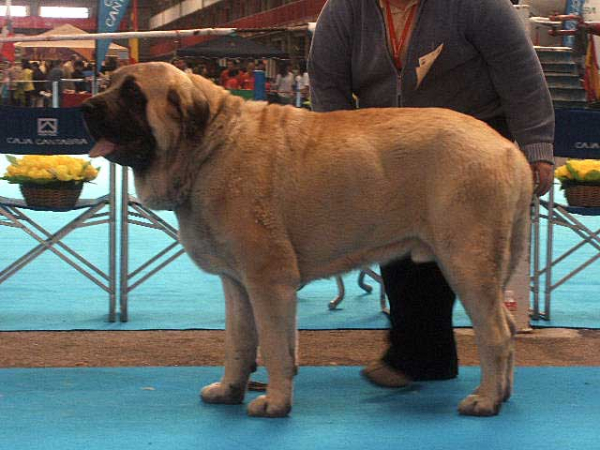 Sanson - Open Class Males: EXC 1º, Best of Breed, CAC, CACIB - National & International Show, Torrelavega, Cantabria - 18-19.03.2006 
Owner: César Estébanez Alonso 

Keywords: 2006 baolamadera