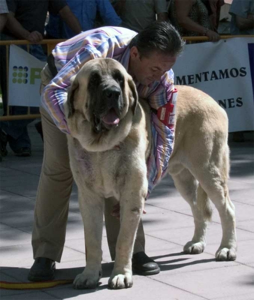 Ch. Sanson EXC. 1 - Champion Class Males - Monográfica AEPME Valencia de Don Juan, León, Spain, 02.09.2006
(Ordoño x Princes de Vega de Albares)
Born: 28.03.2004 
Keywords: 2006 baolamadera