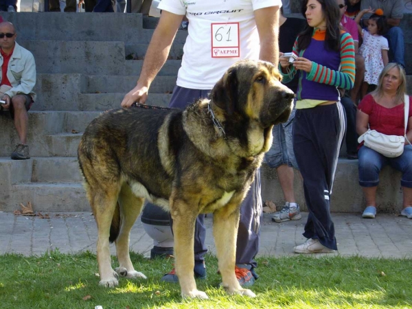 Sansón de Ribayón: Very Good - Intermediate Class Males, XXVII Monográfica AEPME, 15.09.2007
Keywords: 2007 ribayon