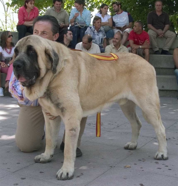 Ch. Sanson EXC. 1 - Champion Class Males - Monográfica AEPME Valencia de Don Juan, León, Spain, 02.09.2006


(Ordoño x Princes de Vega de Albares)
Born: 28.03.2004 
Keywords: 2006 baolamadera