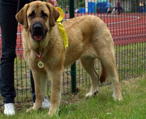 Charisma Zaark Mastibe: Exc 1, JCAC, Promotion prize, Best Junior, Best female, BOB - Young Class  Females, 18.05.2008 National Show Valka (Latvia)
Keywords: 2008 zarmon