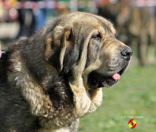 Sardón de La Portiecha: Open Class Males -  Mansilla de las Mulas, Spain 09.11.2014
Keywords: 2014 portiecha head portrait cabeza