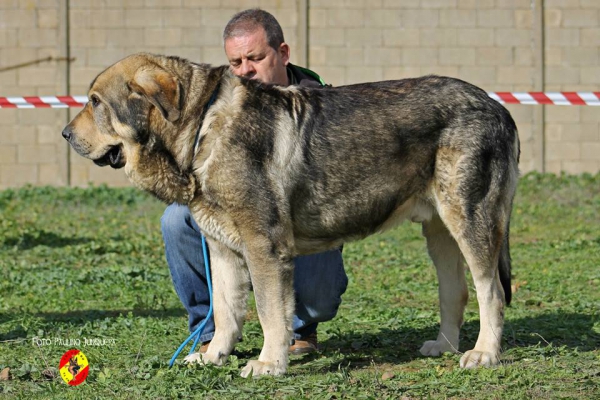 Sardón de La Portiecha: Open Class Males - Mansilla de las Mulas, Spain 09.11.2014
Keywords: 2014 portiecha