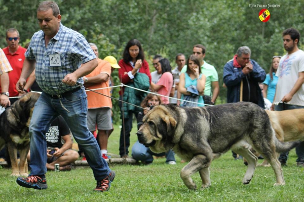 Abierta machos EXC 3º: Sardón de La Portiecha - Barrios de Luna 14.09.2014 
(Ch Duque de Reciecho X Peke)
Keywords: 2014 portiecha