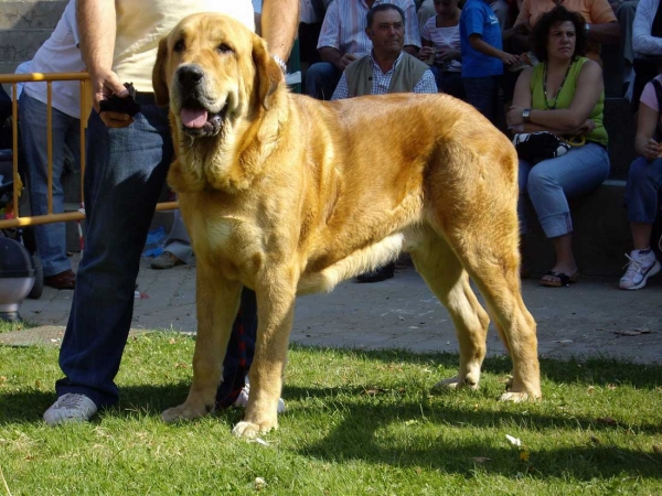 Sargón de Filandón: Exc. 6 - Intermediate Class Males, XXVII Monográfica AEPME, 15.09.2007
Keywords: 2007 filandon