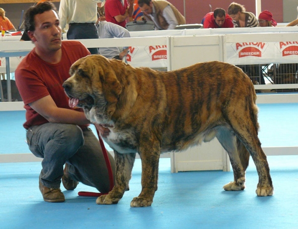 Armani del Agostadero - Open Class Males, Exposicion Nacional de Razas Espanolas, Talavera de la Reina, 23.5.2009
Keywords: 2009 agostadero