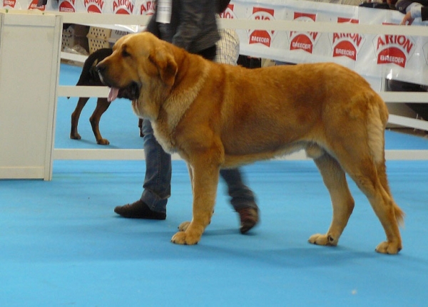 Balak de Tierra de Orbigo - Intermediate Class Males, Exposicion Nacional de Razas Espanolas, Talavera de la Reina, 23.5.2009
Keywords: 2009 tierraorbigo