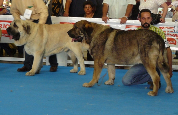 Bardo de la Salombra & Duque de Reciecho - Open Class Males, Exposicion Nacional de Razas Espanolas, Talavera de la Reina, 23.5.2009
Keywords: 2009