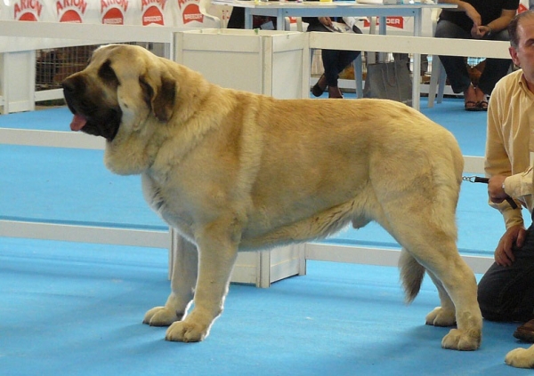 Bardo de la Salombra - Open Class Males, Exposicion Nacional de Razas Espanolas, Talavera de la Reina, 23.5.2009
Keywords: 2009 salombra