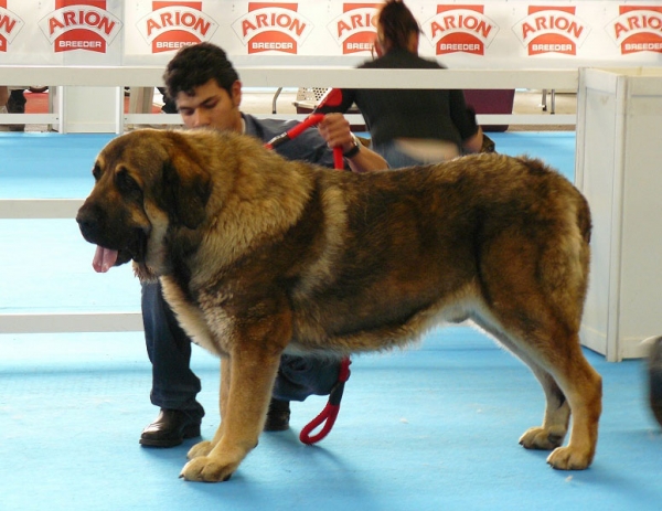 Barco de Montes del Pardo - Championm Class Males, Exposicion Nacional de Razas Espanolas, Talavera de la Reina, 23.5.2009 
Keywords: 2009 pardo