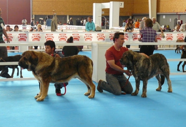 Barco de Montes del Pardo & Morgan del Agostadero - Champiom Class Males, Exposicion Nacional de Razas Espanolas, Talavera de la Reina, 23.5.2009 
Keywords: 2009