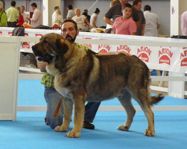 Duque de Reciecho - Open Class Males, Exposicion Nacional de Razas Espanolas, Talavera de la Reina, 23.5.2009
(Dumbo de Reciecho x Luna de Reciecho)
Born: 25.12.05
Keywords: 2009 reciecho