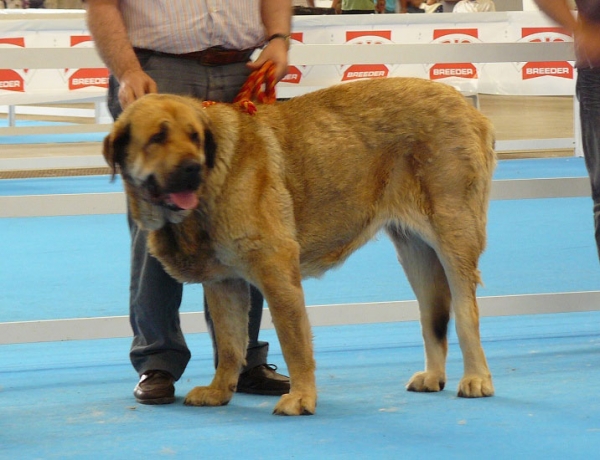 Gitana III de Monte Jaeña - Open Class Females, Exposicion Nacional de Razas Espanolas, Talavera de la Reina, 23.5.2009
(Campanero de Campollano x Ch Seria IV de Monte Jaeña)
Born: 30.09.05
Keywords: 2009