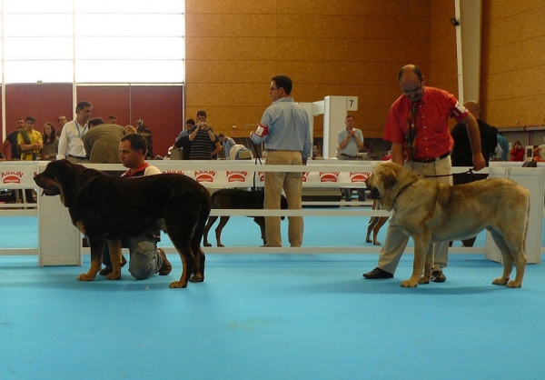 Intermediate Class Males,  Exposicion Nacional de Razas Espanolas, Talavera de la Reina, 23.5.2009
Keywords: 2009