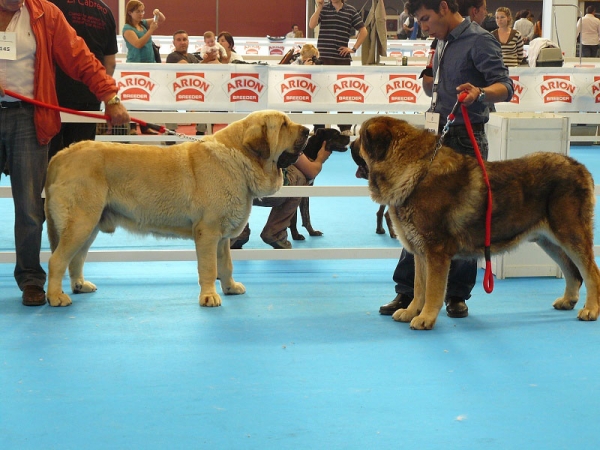 Karonte de Montes del Pardo (Open Class Males) & Barco de Montes del Pardo (Champion Class Males), Exposicion Nacional de Razas Espanolas, Talavera de la Reina, 23.5.2009  
Karonte: (Pizarro de Montes del Pardo x Gran-Dama de Montes del Pardo) - Born: 20.03.06
Barco:  (Pizarro de Montes del Pardo x Ch Dama de Fontanar) - Born: 01.12.05
Keywords: 2009 pardo