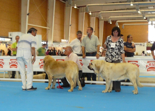 Karonte de Montes del Pardo & Lois Tornado Erben, Exposicion Nacional de Razas Espanolas, Talavera de la Reina, 23.5.2009
Keywords: 2009